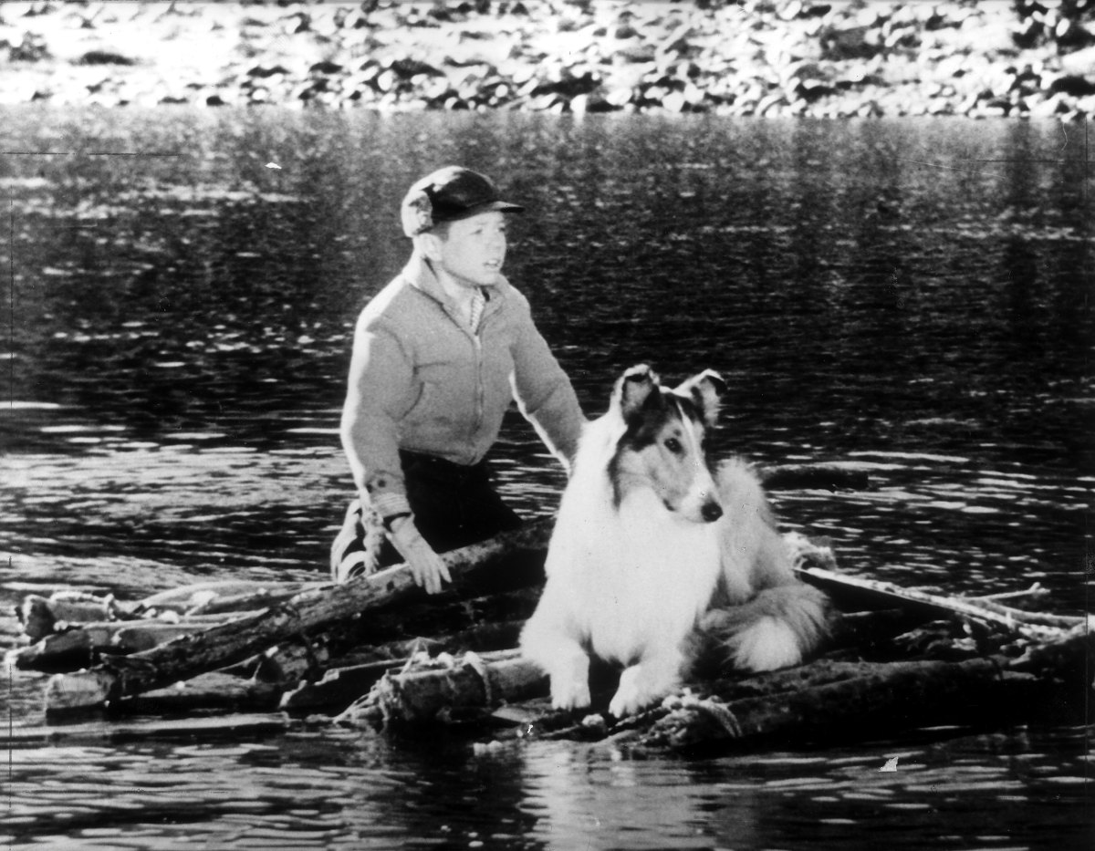 Lassie is the most famous collie